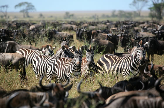 7 Days Nairobi to Masai Mara, Lake Nakuru and Amboseli Safari